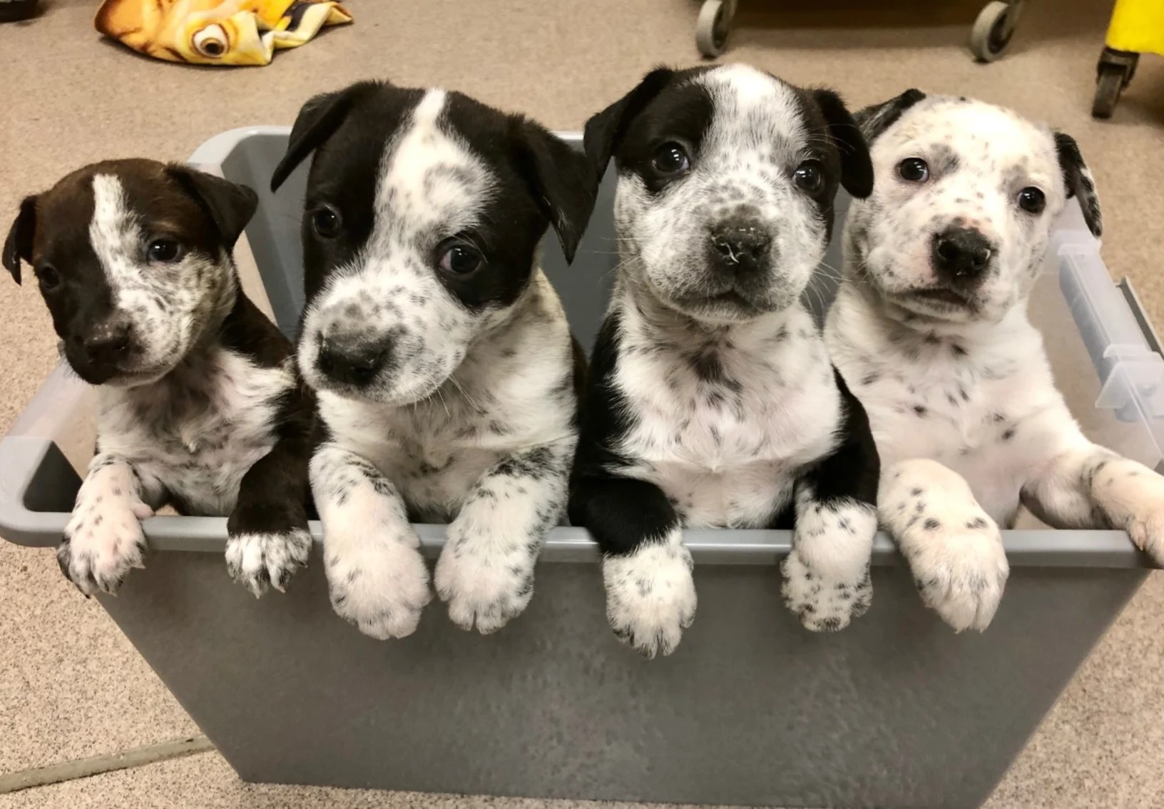 Abby Pet Hospital  - Puppies